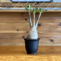 【Pachypodium gracilius】パキポディウム・グラキリス