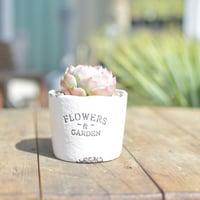 【Succulents】多肉植物┊孤星