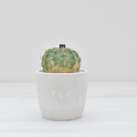【Echinopsis Fuzzy Cactus Plant】エキノプシス