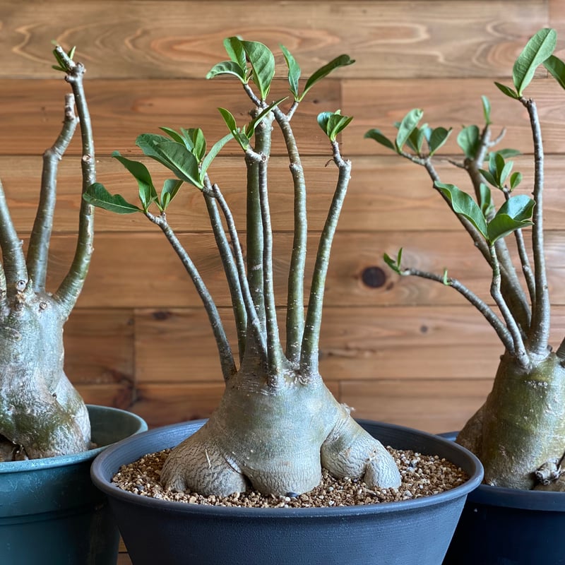 【極美株】アデニウム ソコトラナム 選抜株/ Adeniumsocotranu 極美株】アデニウム ソコトラナム 選抜株/ Adeniumsocotranu