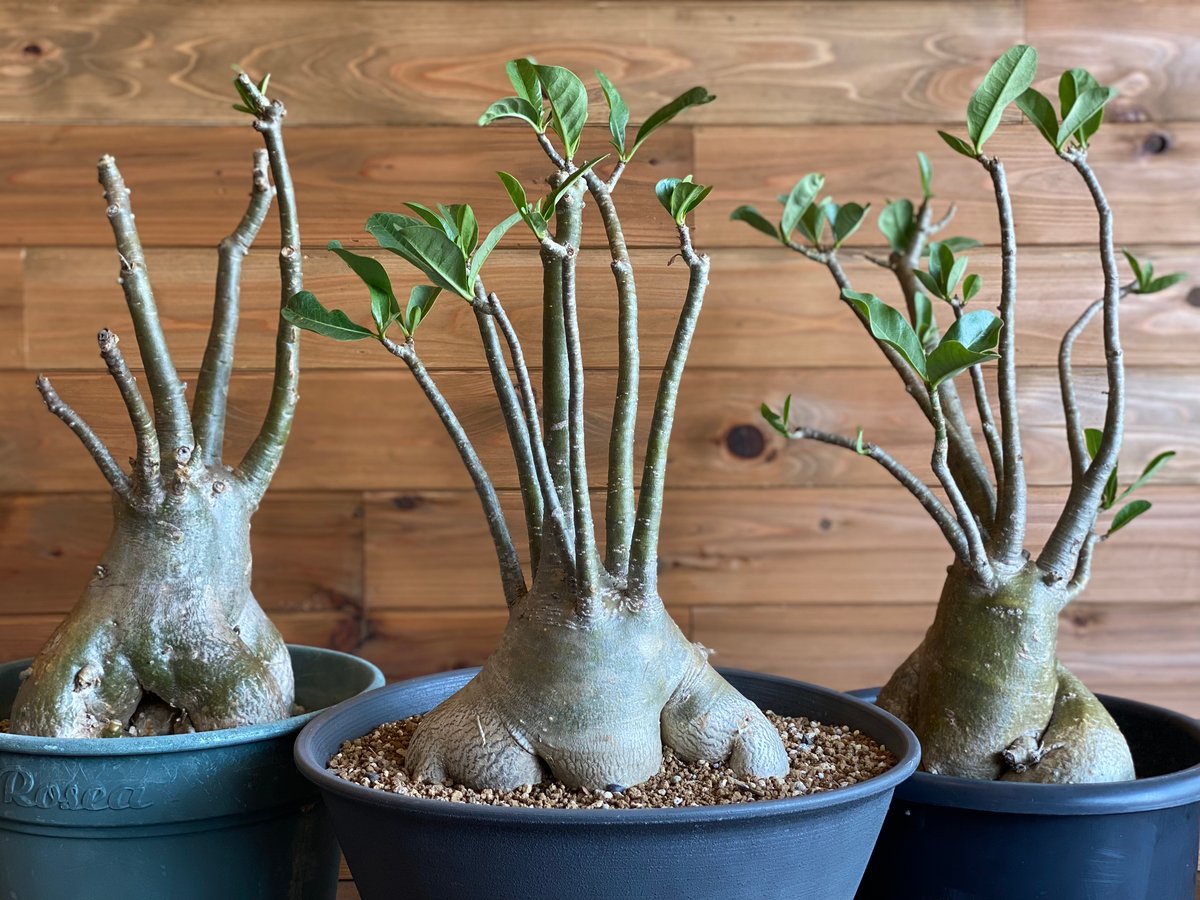 Adenium socotranum】アデニウム・ソコトラナム | ACE GARAGE 8