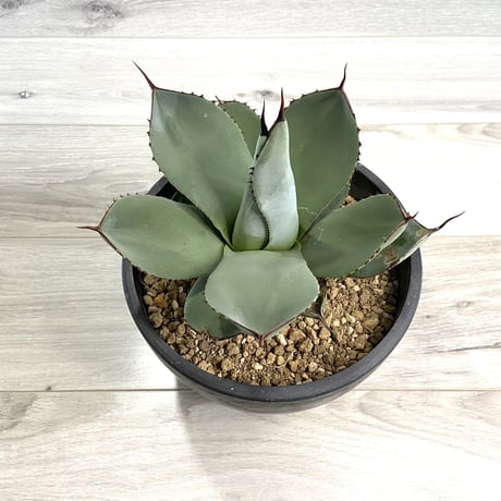 【Agave parryi var. truncata】アガベパリートランカータ