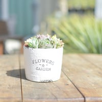 【Succulents】多肉植物寄せ植え