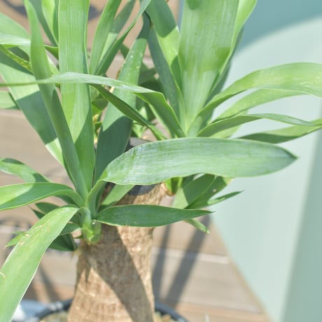 【Yucca elephantipes】ユッカ・エレファンティペス┊ユッカ・マヤツリー