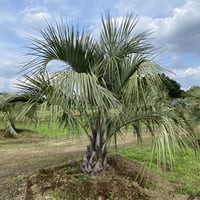 【Butia yatay】ココスヤシ