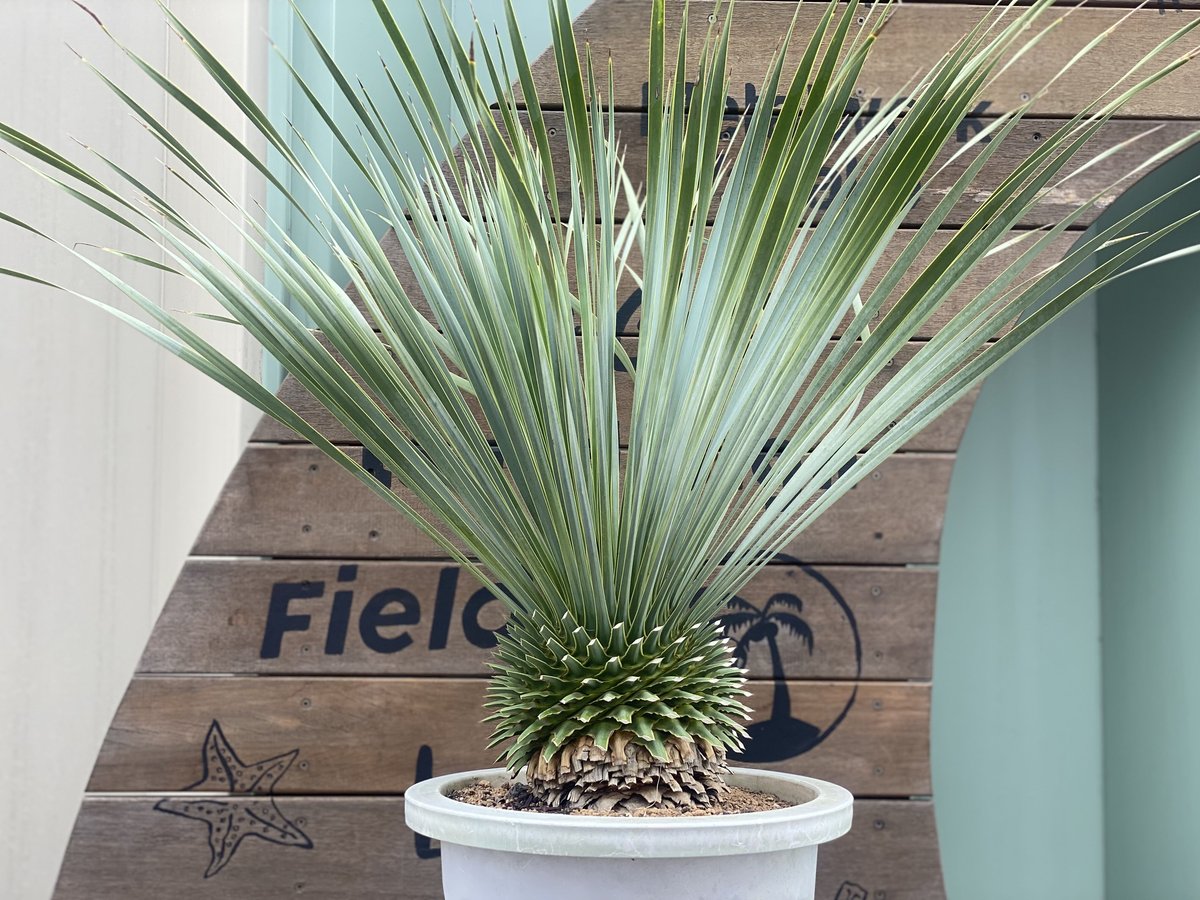 Yucca rostrata】ユッカ・ロストラータ | ACE GARAGE 8 - BAC