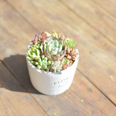 【Succulents】多肉植物寄せ植え