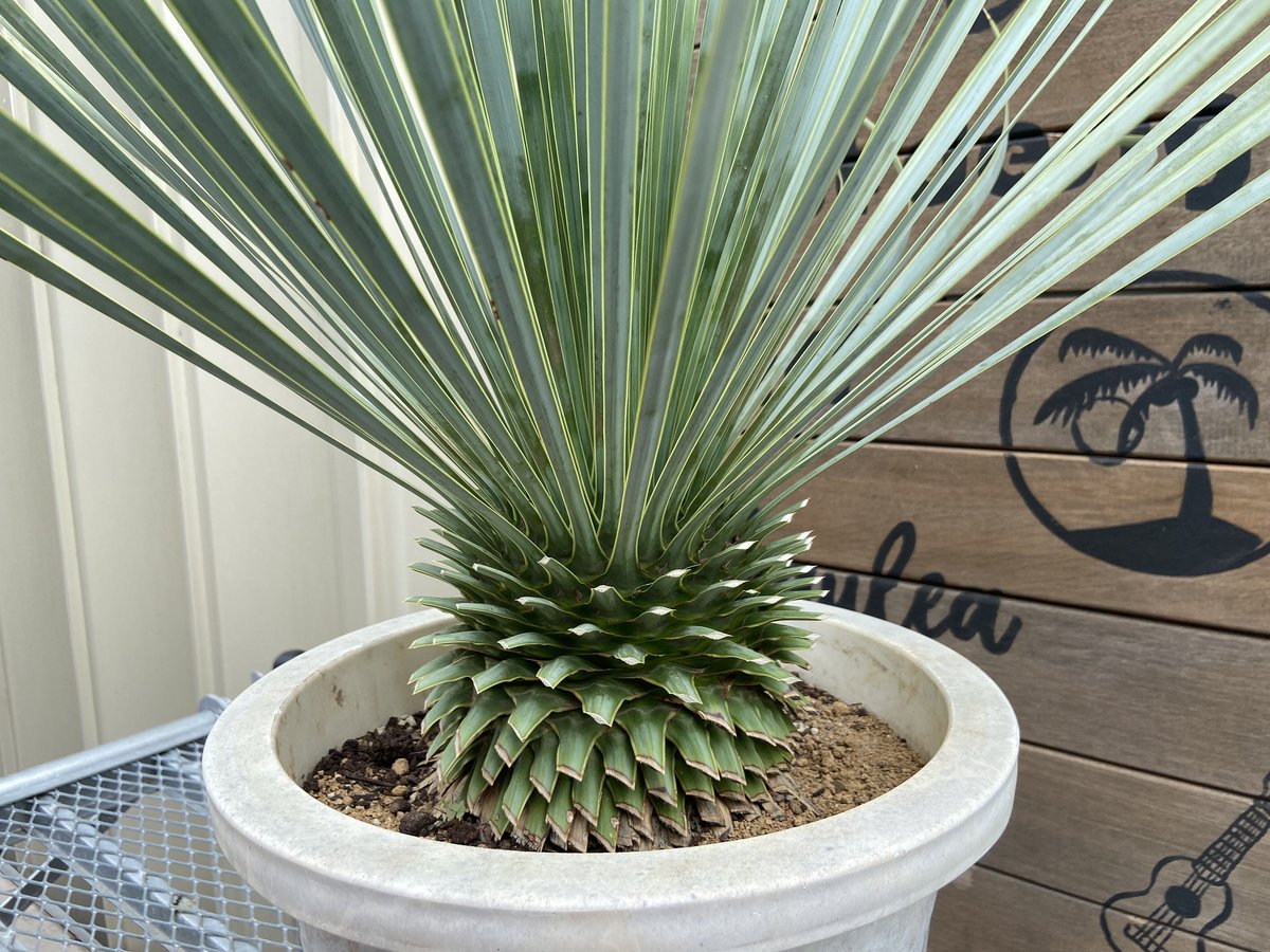 ユッカ　ロストラータ ユッカ ロストラータ yucca rostrata 希少種 【送料無料】 | My