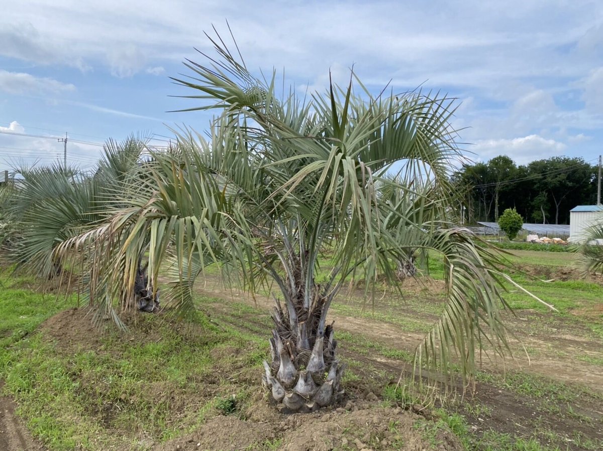 ココスヤシ 2.5メートル 茨城県水戸市　引き取り限定 ココスヤシ 2.5メートル 茨城県水戸市 引き取り限定 ココスヤシ 2.5