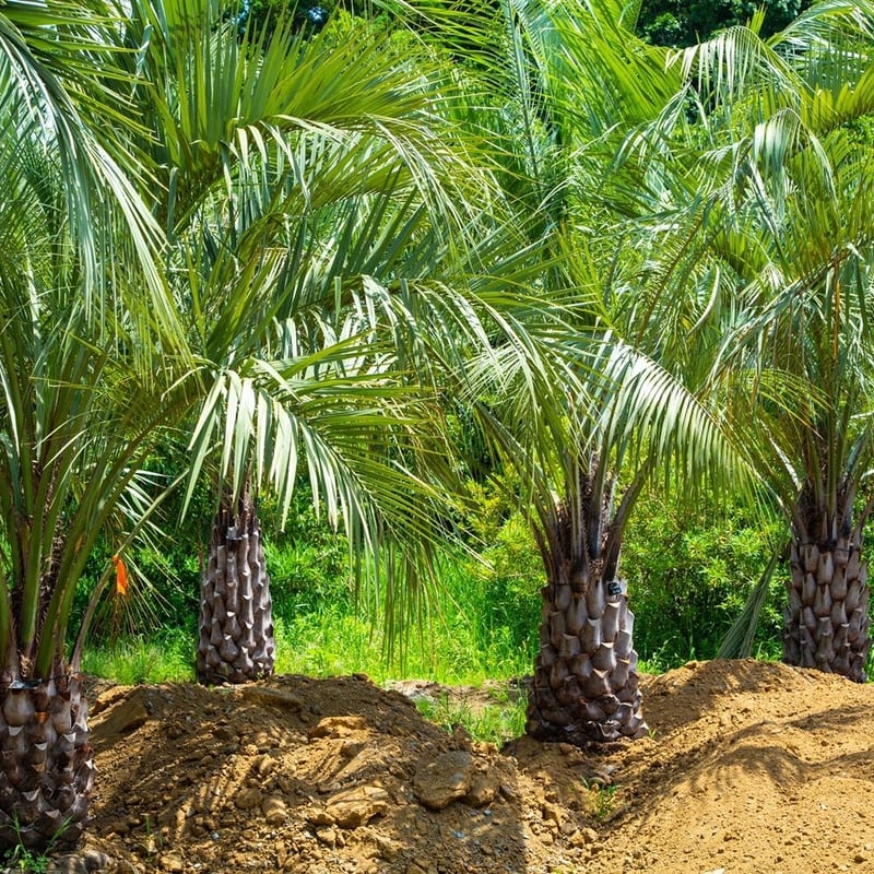 Butia yatay】ココスヤシ | ACE GARAGE 8 - BACK YARD - 