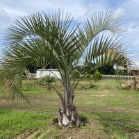 ココスヤシ 高さ約90cm 送料込み ｺｺｽﾔｼ【高木】｜ヤシの木・多肉植物・エクステリア・外構のこと