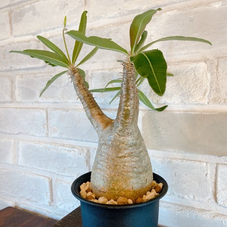 【Pachypodium gracilius】パキポディウム・グラキリス