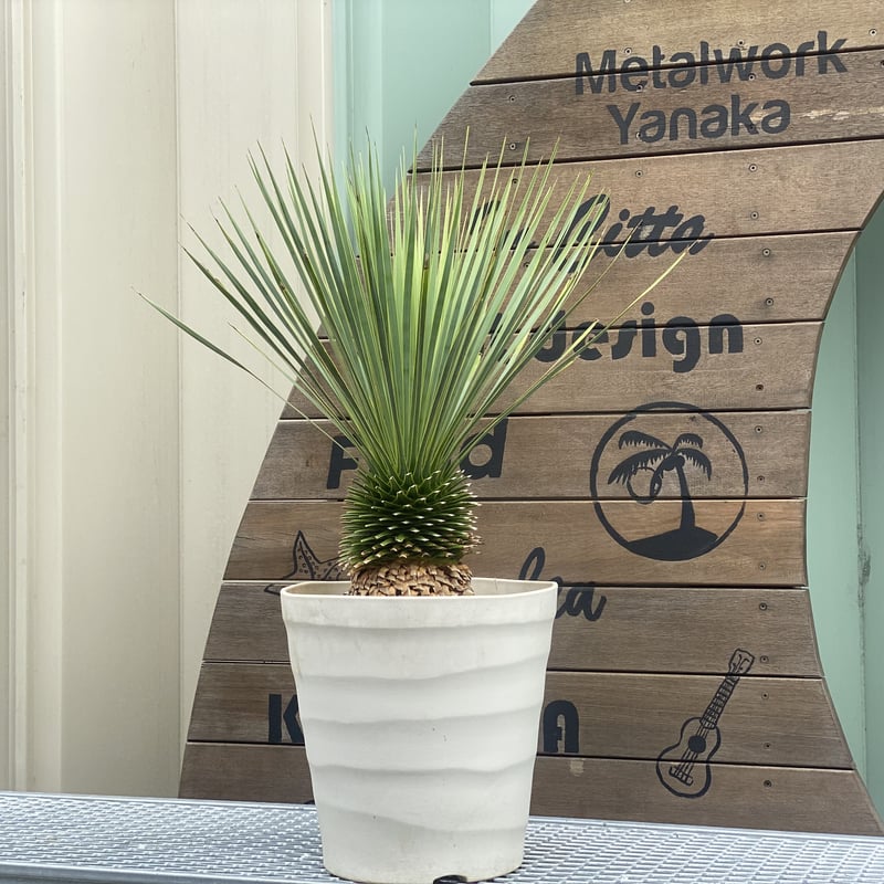 Yucca rostrata】ユッカ・ロストラータ | ACE GARAGE 8 - BAC Yucca rostrata】ユッカ・ロストラータ | ACE GARAGE 8 - BAC