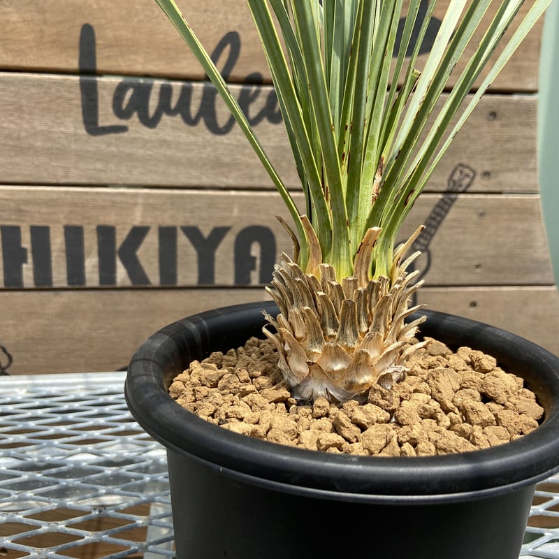 51 ユッカ ロストラータ 発根済 yucca rostrata-