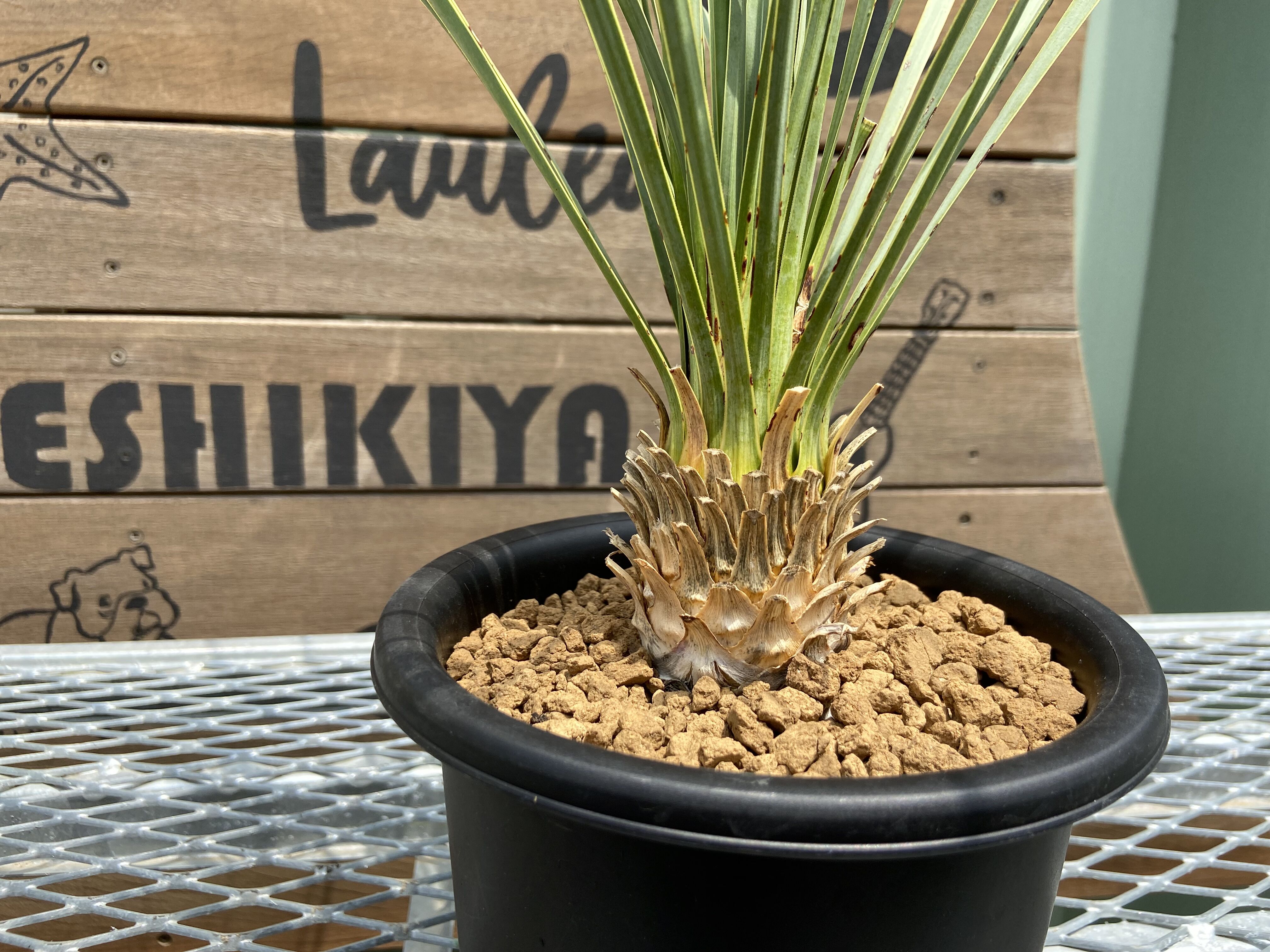 ユッカ ロストラータ yucca rostrata（発根済）#72 Yucca rostrata】ユッカ・ロストラータ | ACE GARAGE 8 - BAC