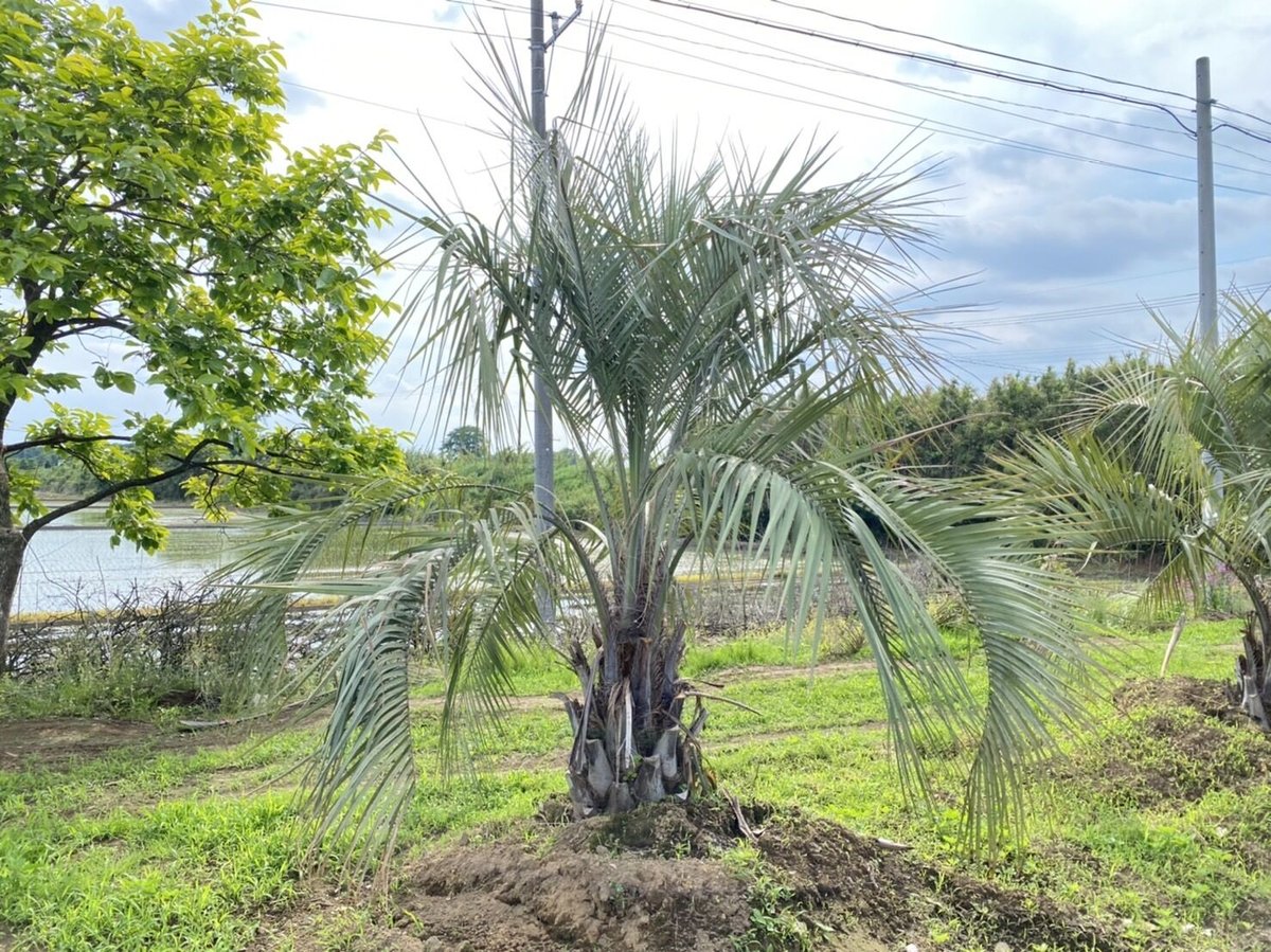 Butia yatay】ココスヤシ | ACE GARAGE 8 - BACK YARD - 