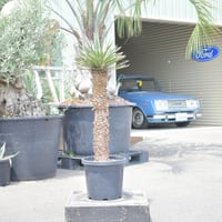 Yucca carnerosana】ユッカ・カルネロサーナ | ACE GARAGE 8 -