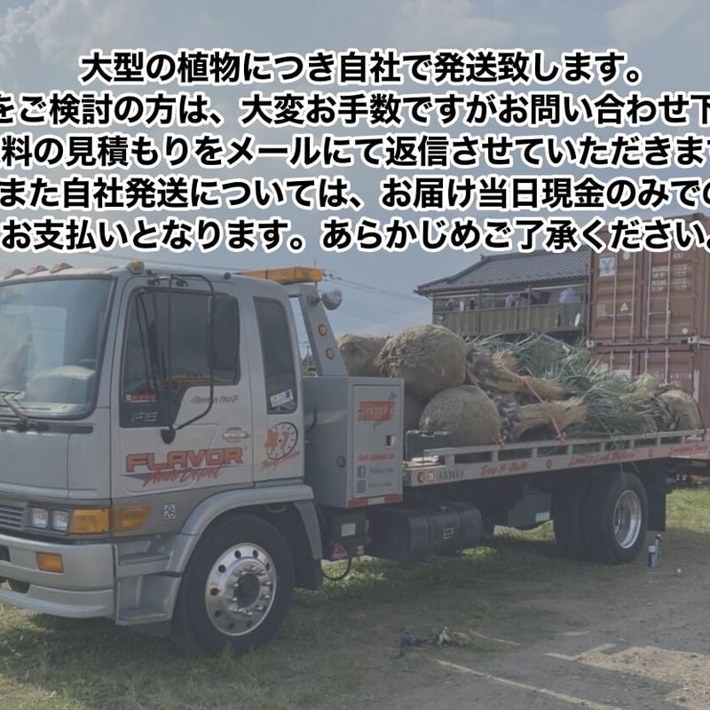 ココスヤシ 高さ約90cm 送料込み ｺｺｽﾔｼ【高木】｜ヤシの木・多肉植物・エクステリア・外構のこと