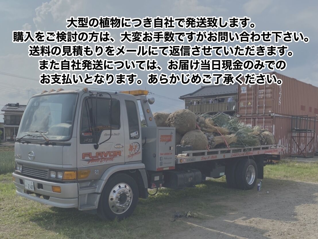 Butia yatay】ココスヤシ | ACE GARAGE 8 - BACK YARD -