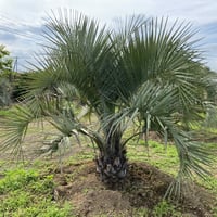 【Butia yatay】ココスヤシ