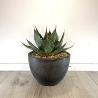 Agave parryi ssp. parryi】アガベパリーパリー | ACE GARAG Agave parryi ssp. parryi】アガベパリーパリー | ACE GARAG