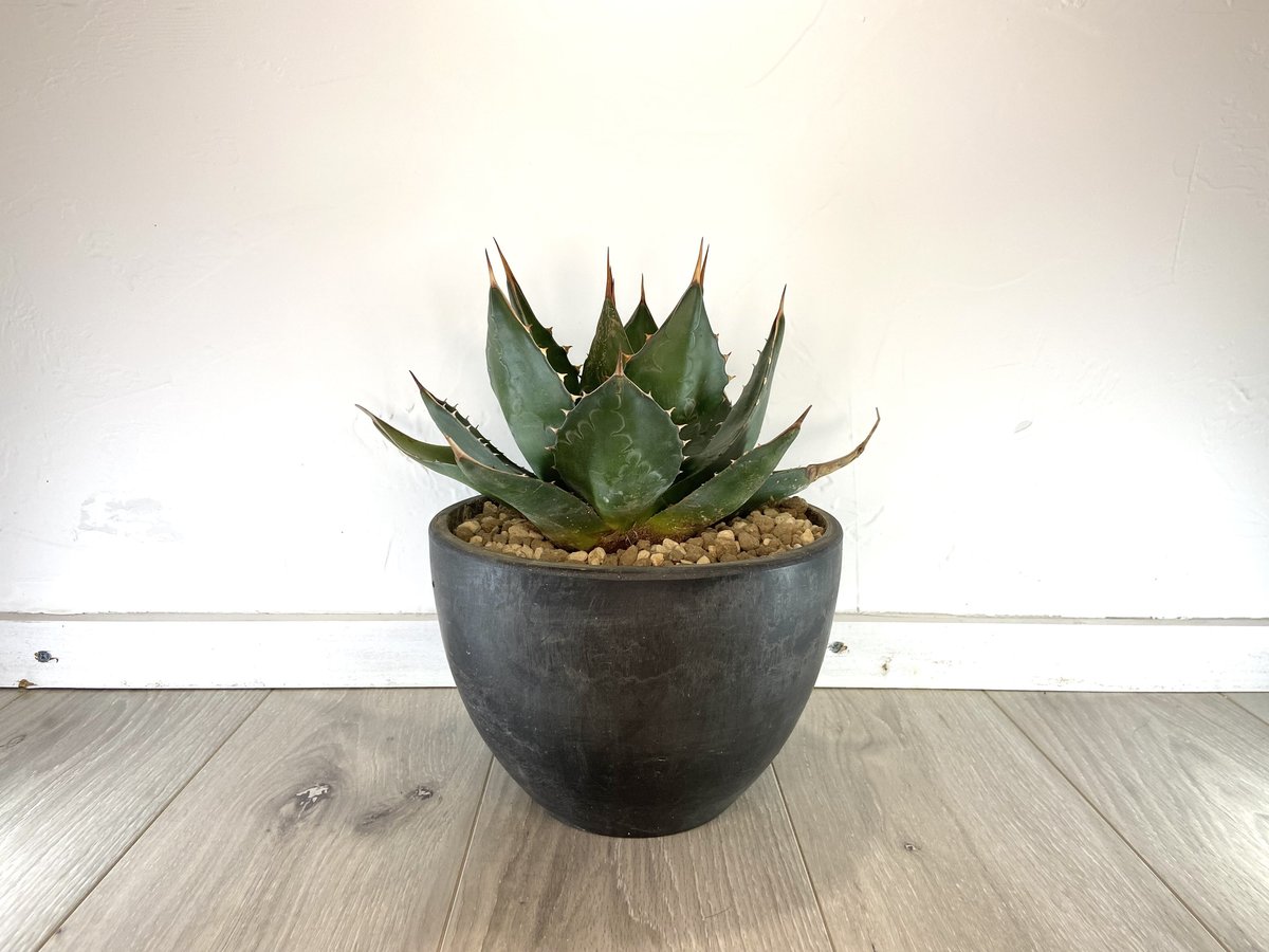 アガベ モンタナ Agave montana ドライガーデン 鉢ごと配送 アガベ モンタナ 実生 鉢ごと発送 Agave montana ドライガーデン