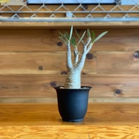 【Pachypodium gracilius】パキポディウム・グラキリス