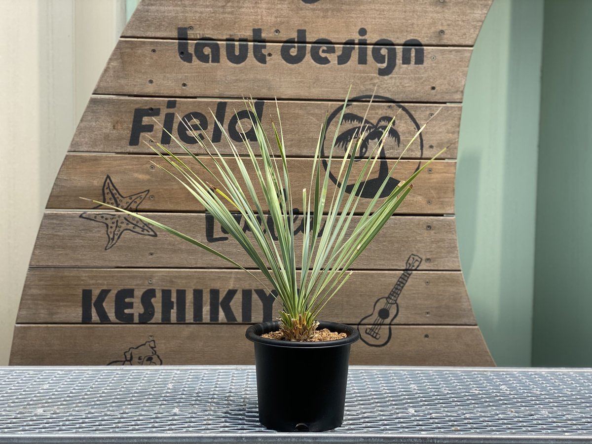 Yucca rostrata】ユッカ・ロストラータ | ACE GARAGE 8 - BAC