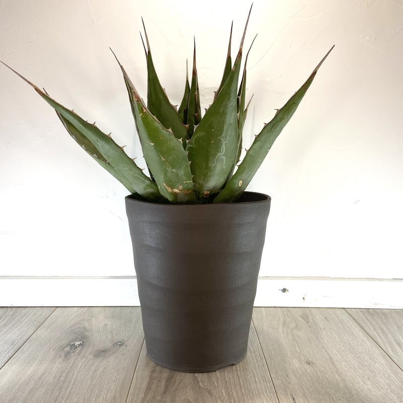 アガベ モンタナ Agave montana ドライガーデン 鉢ごと配送 アガベ モンタナ 1鉢 実生 鉢ごと発送 Agave montana ドライガーデン