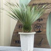 Elephantipeユッカ エレファンティペスマヤツリー 130cm Elephantipeユッカ エレファンティペスマヤツリー 130cm