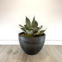 Agave parryi var. truncata】アガベパリートランカータ | ACE Agave parryi var. truncata】アガベパリートランカータ | ACE