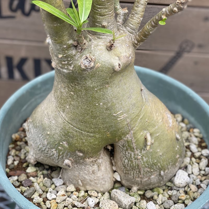 Adenium socotranum】アデニウム・ソコトラナム | ACE GARAGE 8