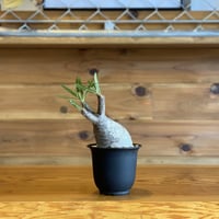 【Pachypodium gracilius】パキポディウム・グラキリス