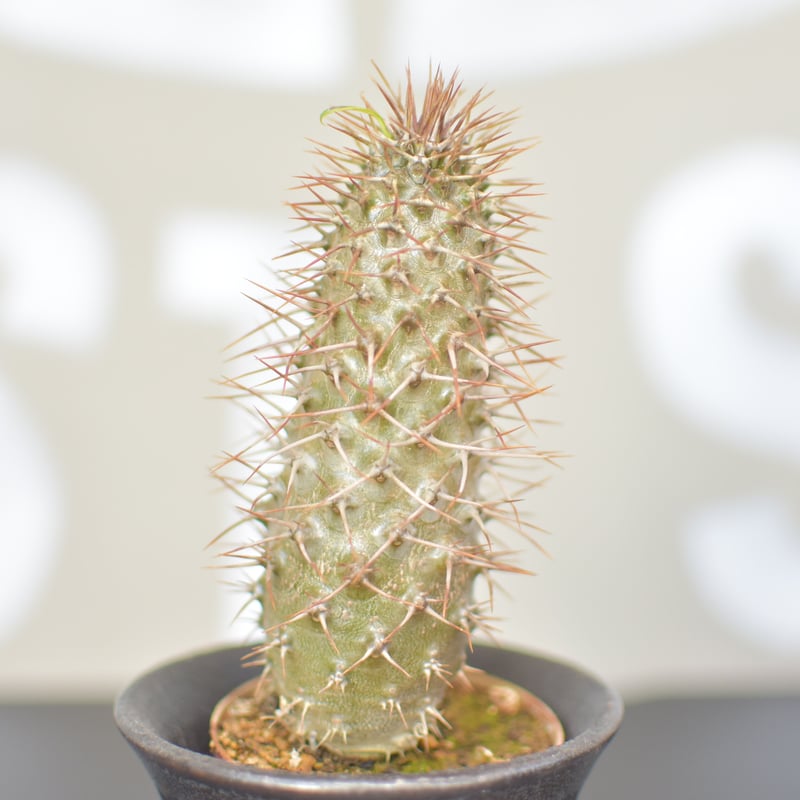 Pachypodium lamerei】パキポディウムラメリー | ACE GARAGE 8