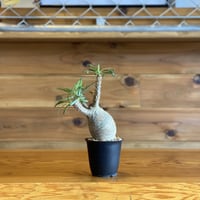 【Pachypodium gracilius】パキポディウム・グラキリス