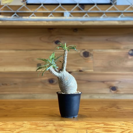 【Pachypodium gracilius】パキポディウム・グラキリス