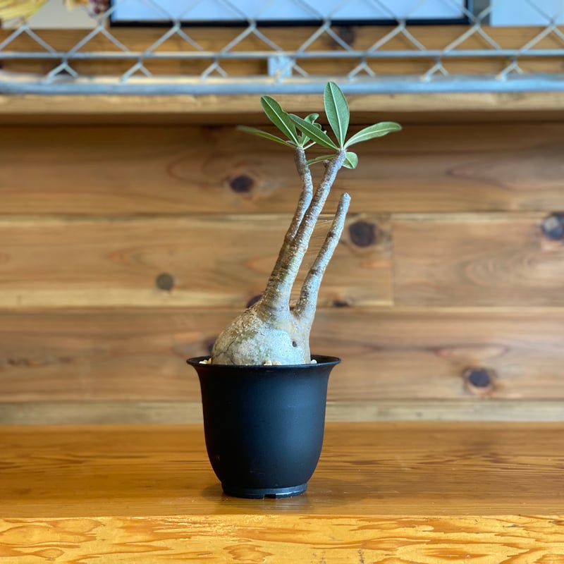 Pachypodium gracilius】パキポディウム・グラキリス | ACE GARA Pachypodium gracilius】パキポディウム・グラキリス | ACE GARA