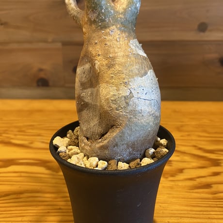 【Pachypodium gracilius】パキポディウム・グラキリス