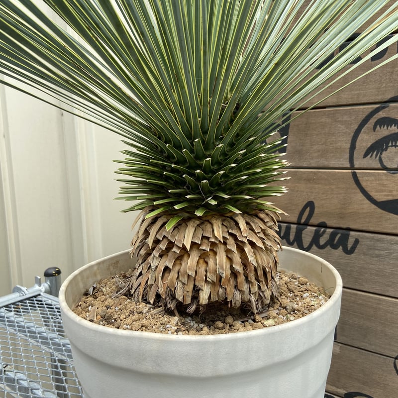 65 ユッカ ロストラータ 発根済 yucca rostrata | nate-hospital.com