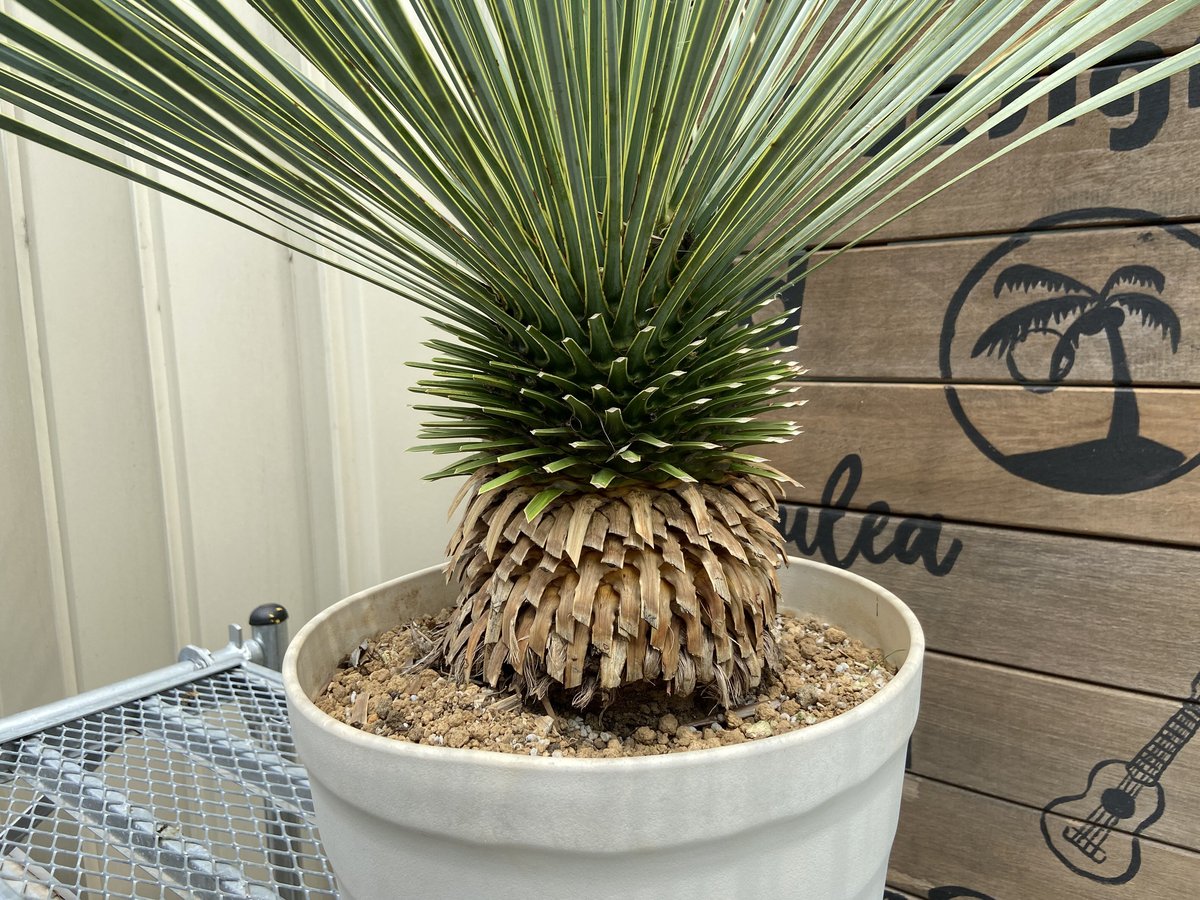 Yucca rostrata】ユッカ・ロストラータ | ACE GARAGE 8 - BAC