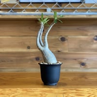 【Pachypodium gracilius】パキポディウム・グラキリス