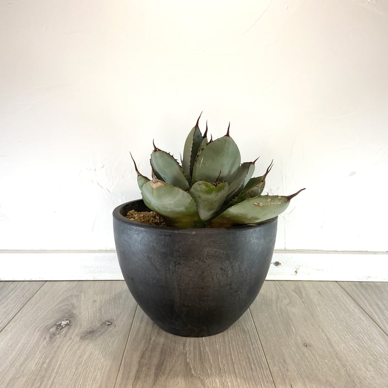 Agave parryi var. truncata】アガベパリートランカータ | ACE
