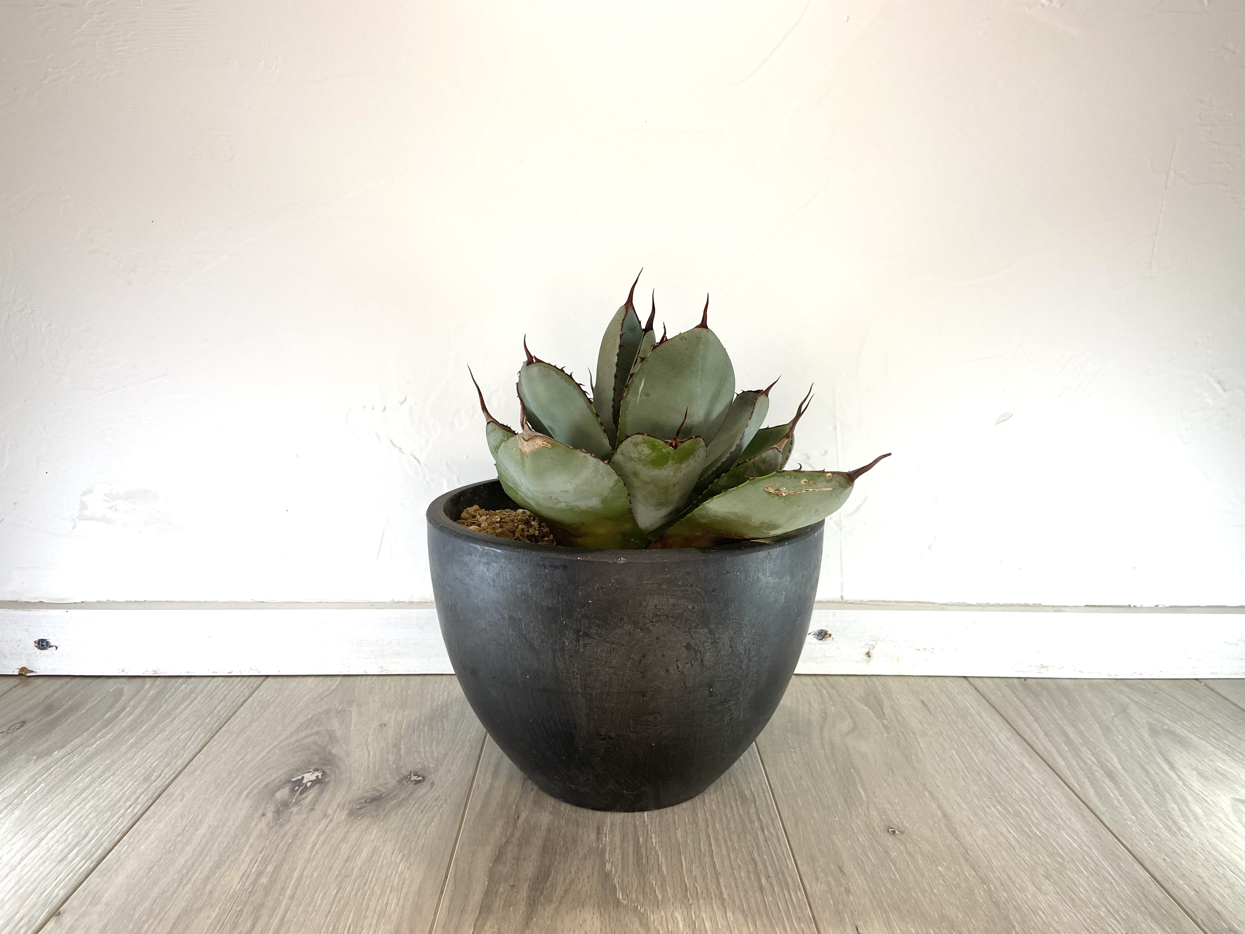 Agave parryi var. truncata】アガベパリートランカータ | ACE