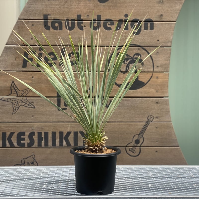 Yucca rostrata】ユッカ・ロストラータ | ACE GARAGE 8 - BAC Yucca rostrata】ユッカ・ロストラータ | ACE GARAGE 8 - BAC