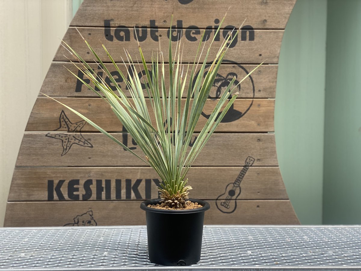 Yucca rostrata】ユッカ・ロストラータ | ACE GARAGE 8 - BAC