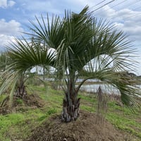 【Butia yatay】ココスヤシ