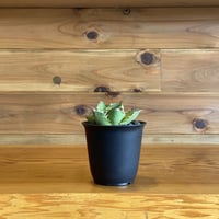 【Agave Titanota】アガベチタノタ