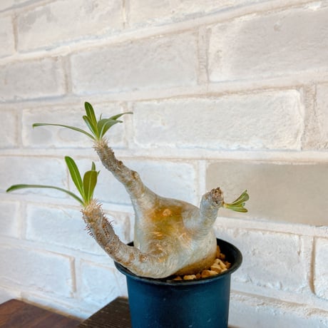 【Pachypodium gracilius】パキポディウム・グラキリス