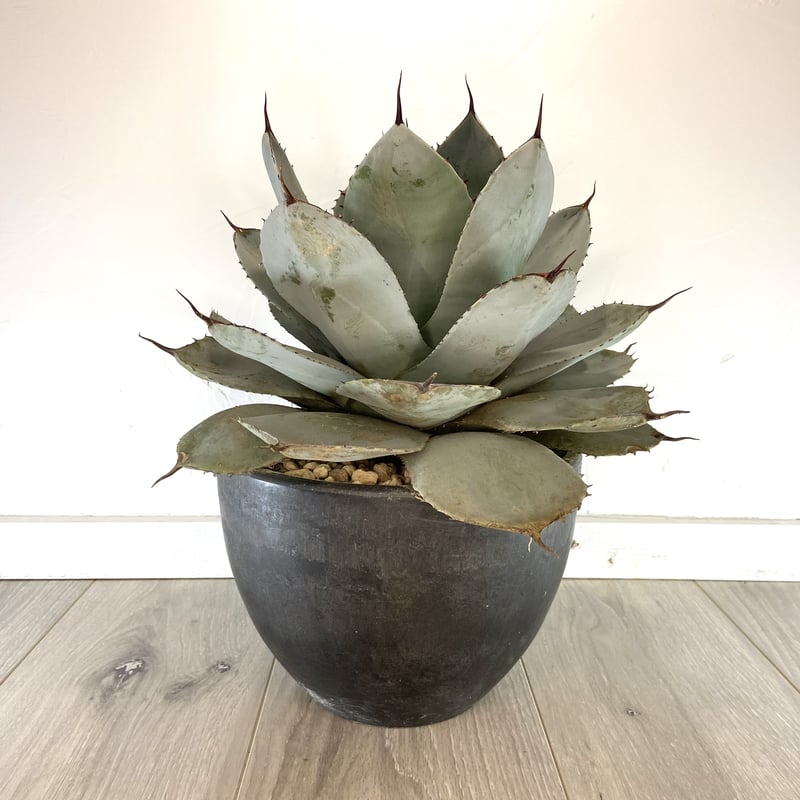 Agave parryi ssp. parryi】アガベパリーパリー | ACE GARAG Agave parryi ssp. parryi】アガベパリーパリー | ACE GARAG
