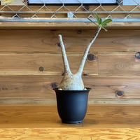 【Pachypodium gracilius】パキポディウム・グラキリス